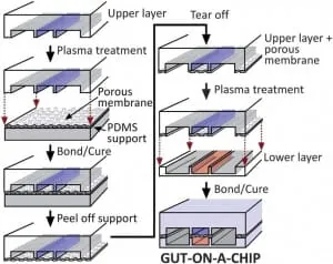 device characteristics gut-on-chip