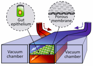 Human gut-on-a-chip with intestinal peristalsis-like motions and flow