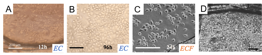 Characterization of protein membrane biocompatibility