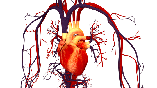 CISTEM heart on chip organ on chip heart