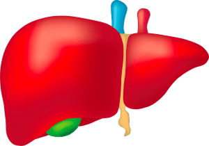 DeLIVER liver sinusoid liver
