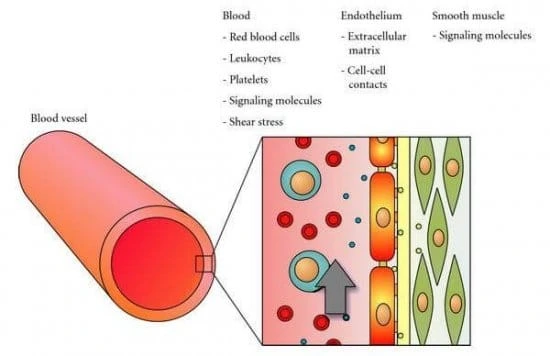 Endothelial cell culture cells in vivo