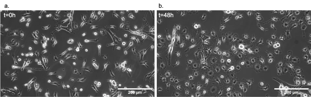 LPS Static T0h 48h microglia cells v2-1