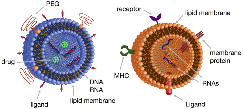 Lipid nanoparticle synthesis application