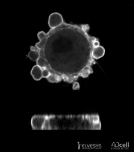 MicroMechCell Project 4Dcell