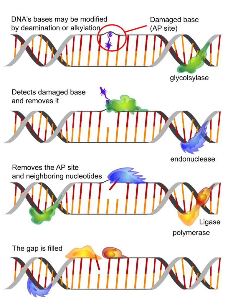 Molecular machines for DNA repair DNArepairman