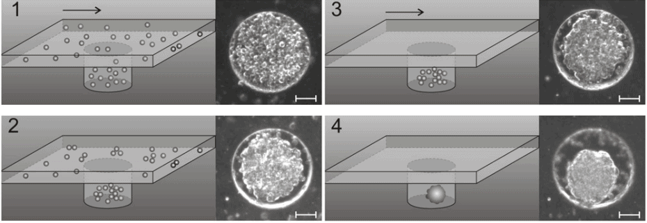 Spheroid cell formation microfluidic wells