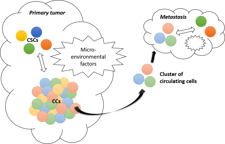 phenotypic switching model