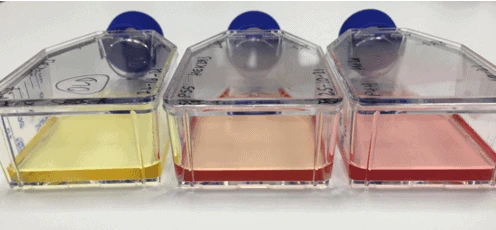 incubator in cell culture flasks