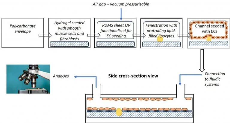 microfluidics artery-on-chip