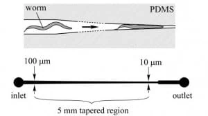 Microfluidic device for mechanically trapping C. elegans