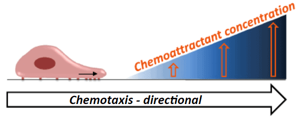 Chemotaxis-illustration