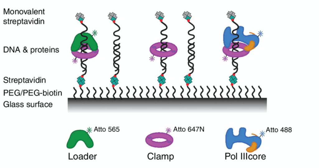 DNA Protein interaction colocalization microfluidics