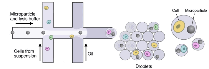 cells encapsulation