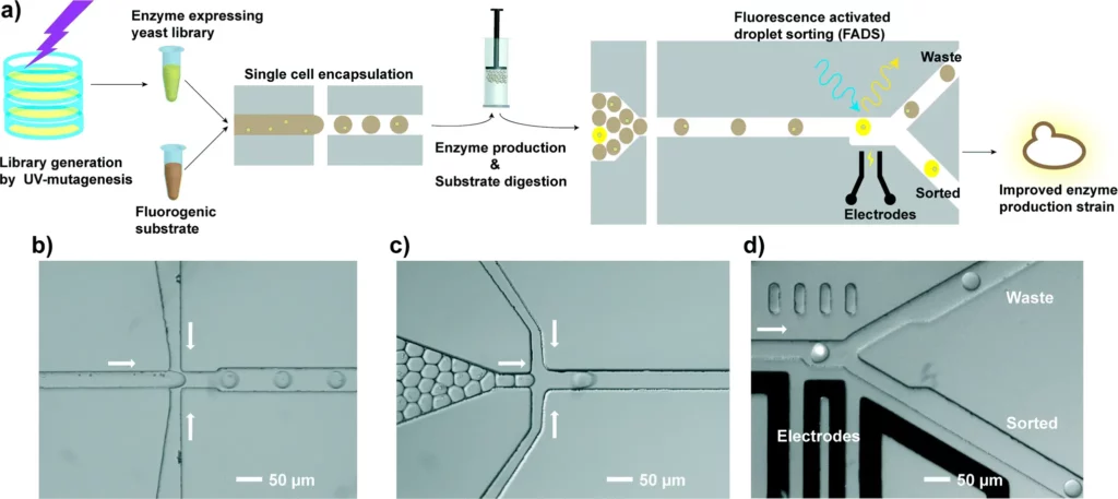 droplets encapsulation directed evolution industrial enzymes