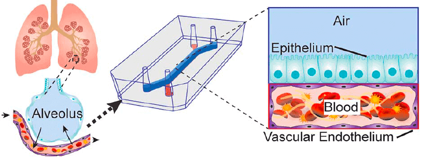 Alvelolus-on-a-chip model for intravascular thrombosis.