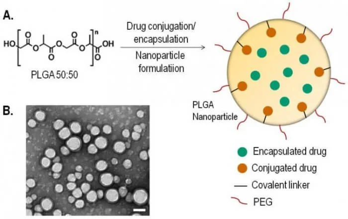 PLGA nanoparticle structure