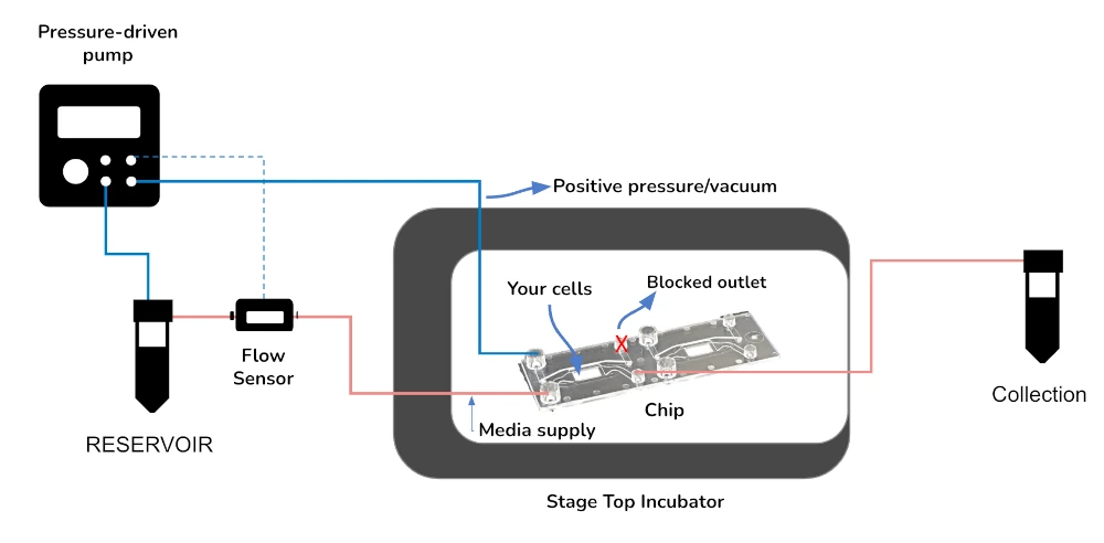 biomechanics and biomodelling pack schematics