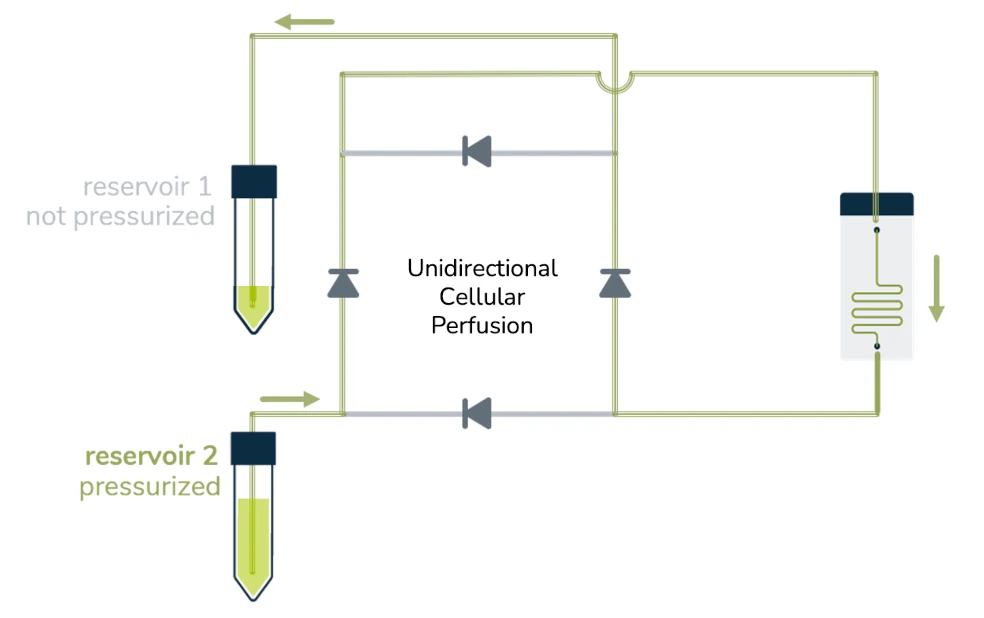 cellular perfusion schematics 2