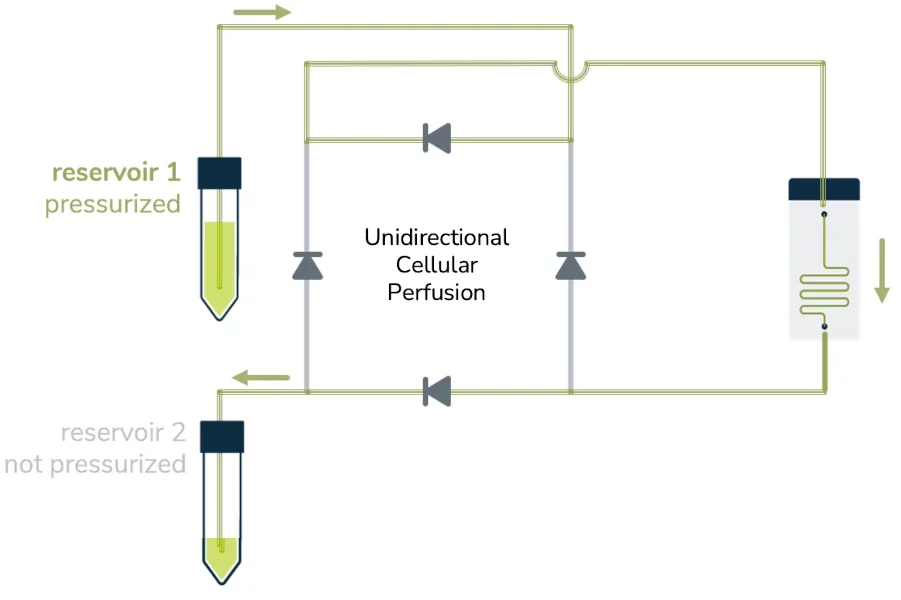 cellular perfusion schematics