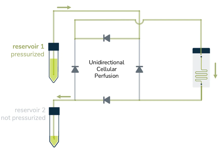 cellular perfusion schematics