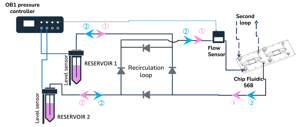lung-on-a-chip model setup schematics