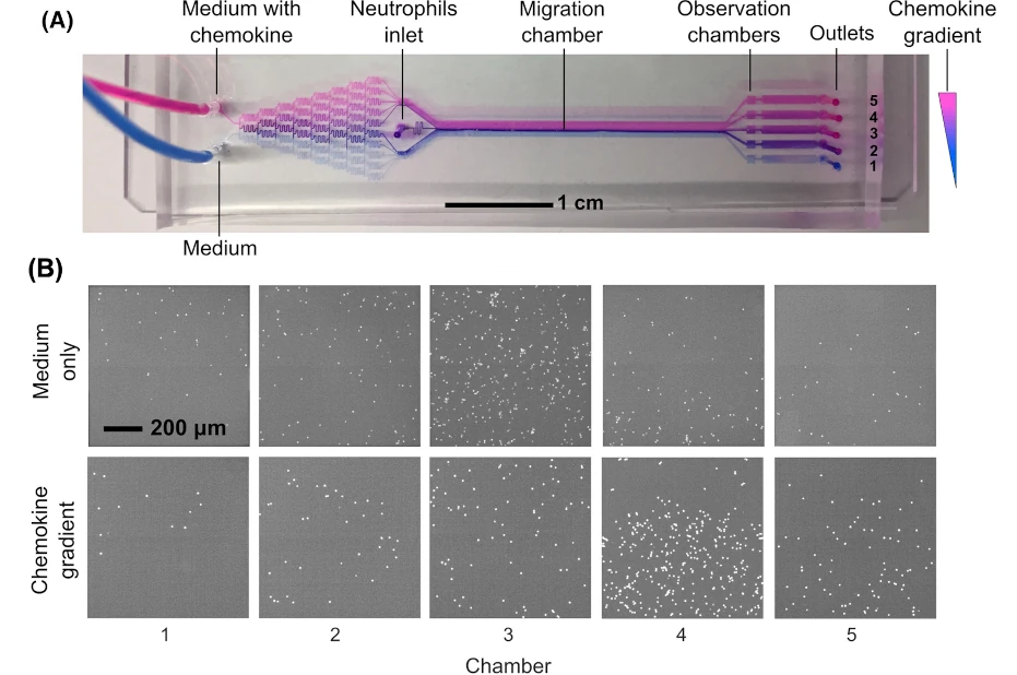 neutrophil chemotaxis application