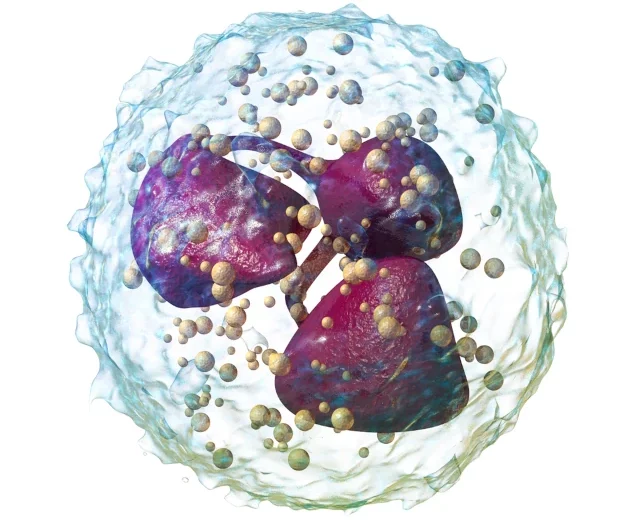 neutrophil_drawing