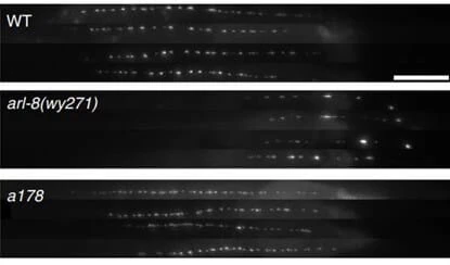 1-Fluorescence-micrographs_Deep-Learning_Microfluidics_innovation center