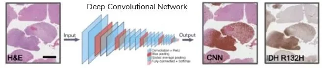 4-Automated image classification Deep Learning