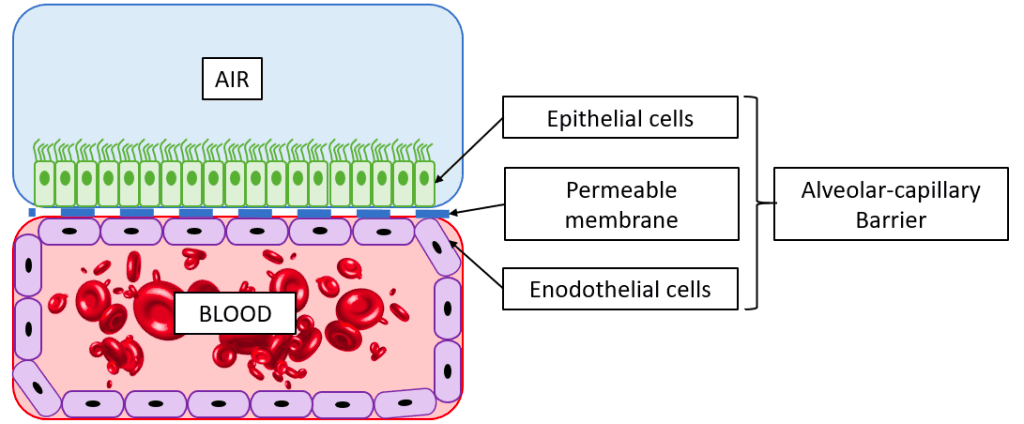 Channel-alveolar-capillary-barrier-in-human-medicine-lung-on-chip-microfluidics-innovation center-NBIC-Valley-Technology-Innovation-Startup-1024x455