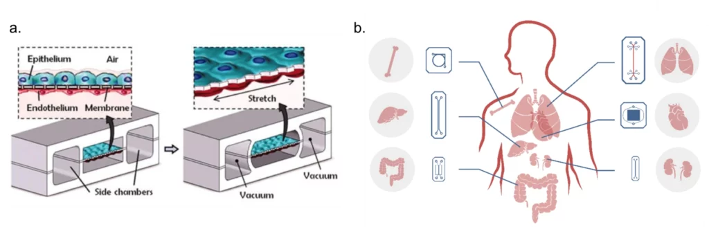 Flow-cells-for-organ-on-chips-systems