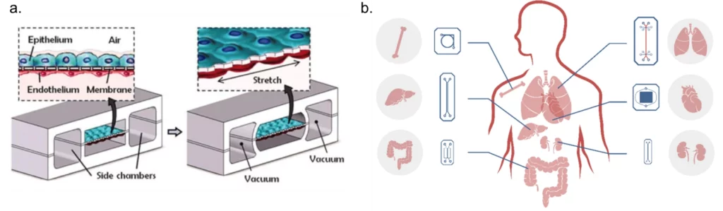 Flow-cells-for-organ-on-chips-systems