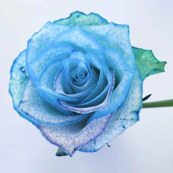 Flowers and microfluidics blue rose