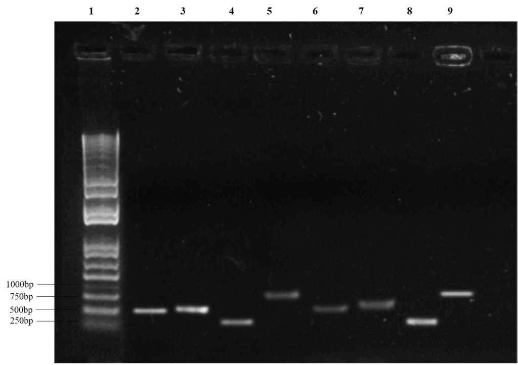 Fungal identification PCR amplification
