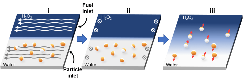 Microswimmers chemotaxis assay