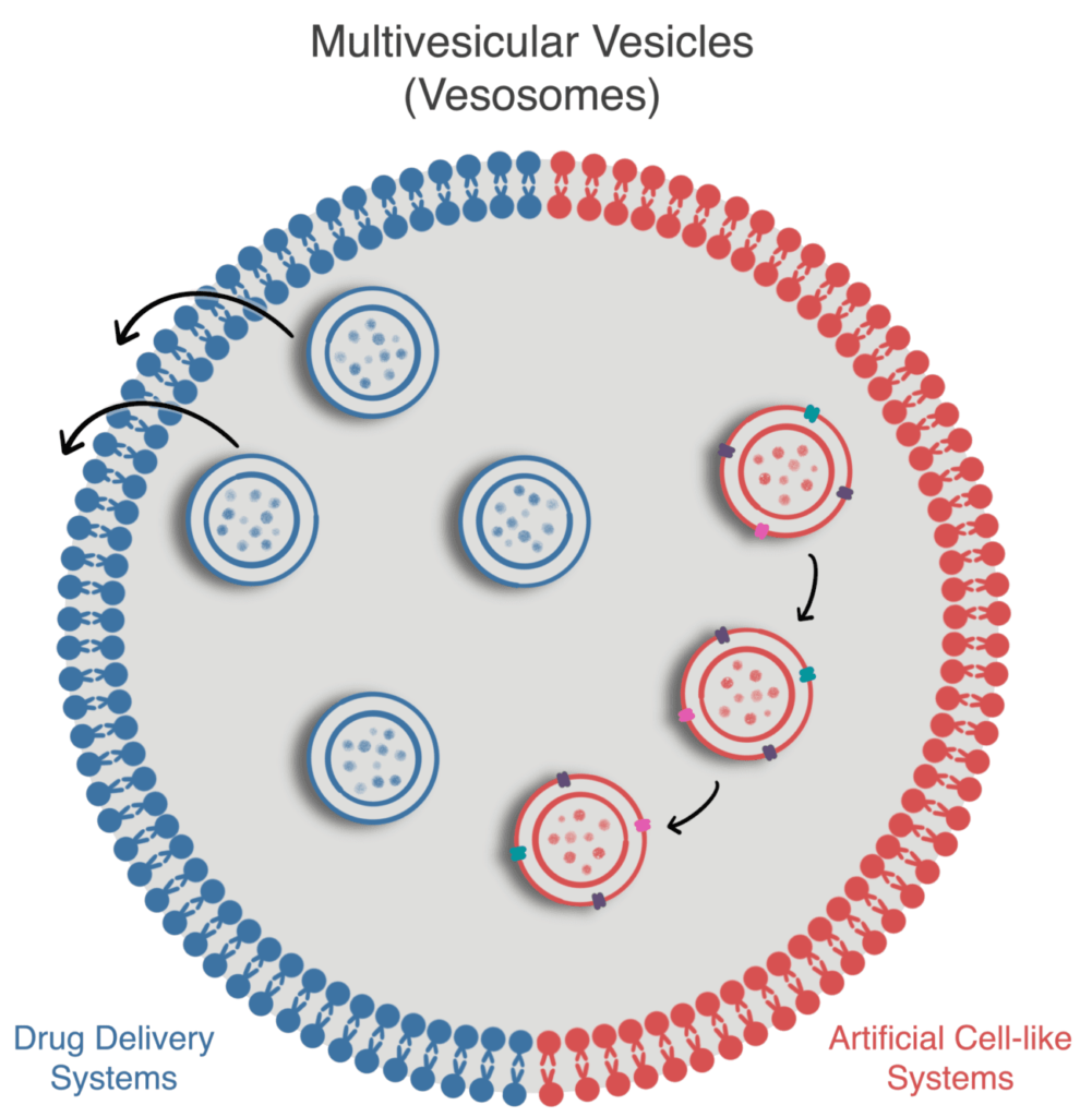 Multivesicular vesicles production with microfluidics