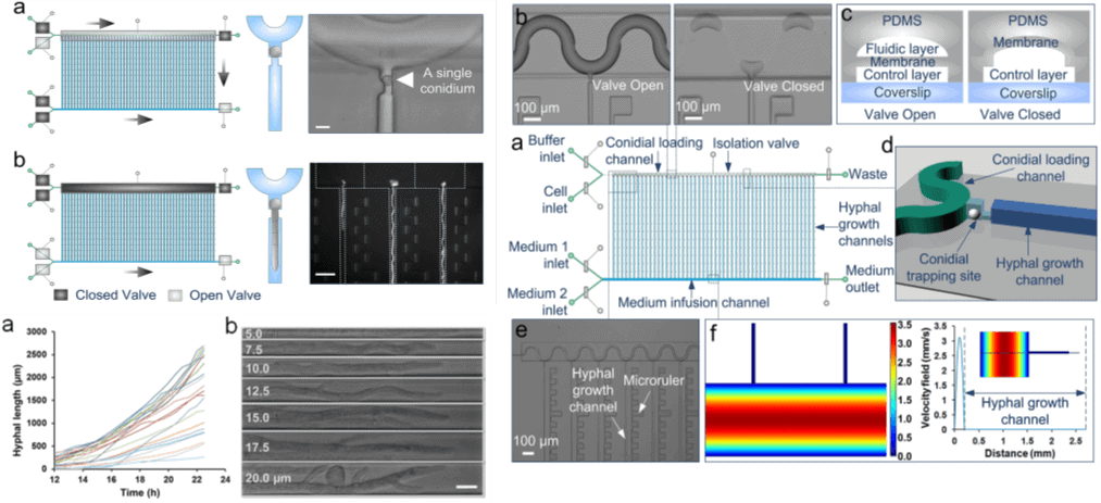 fungal-identification-Microfluidic-channel-array-for-single-conidium-trapping Mushrooms microfluidics innovation center