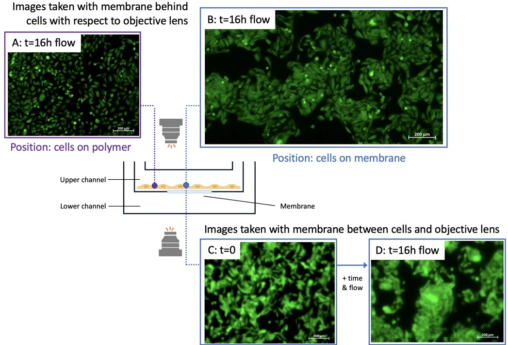 cross flow cells on polymer vs membrane