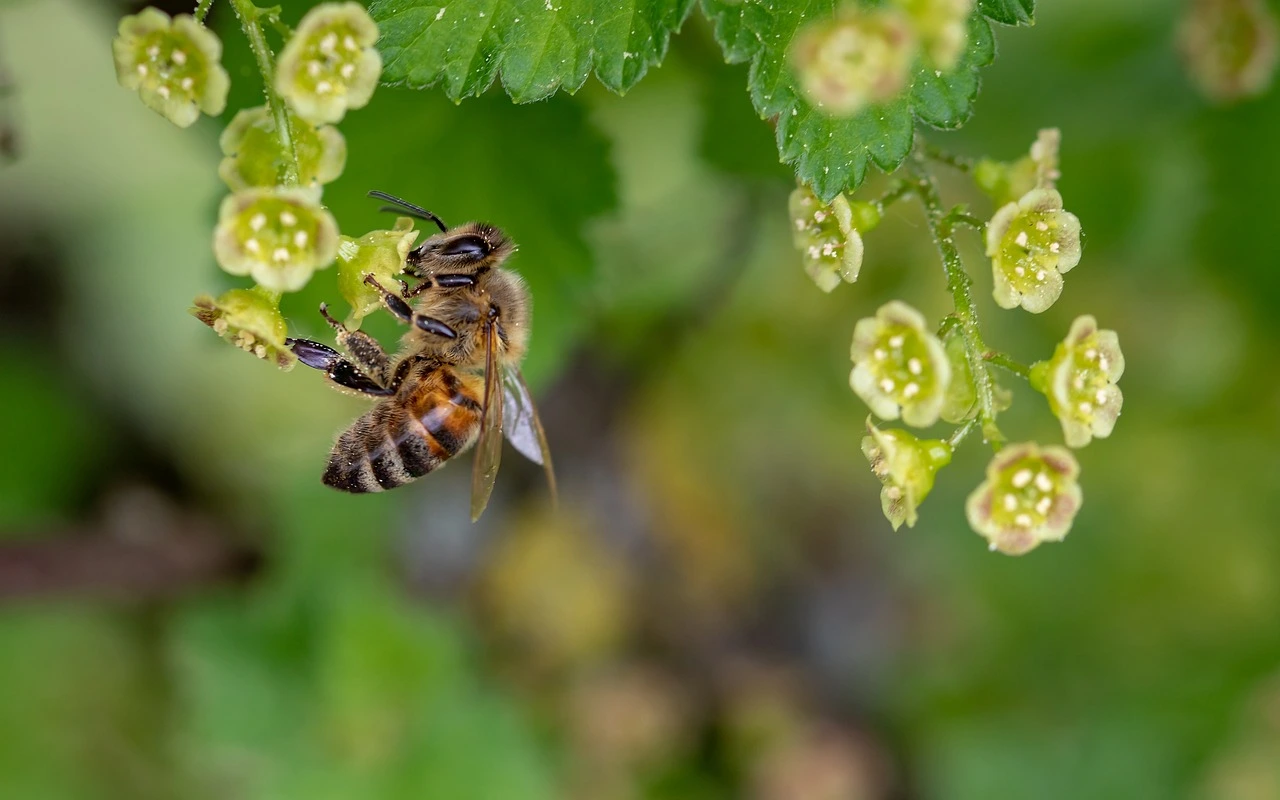 soil preservation methods bee