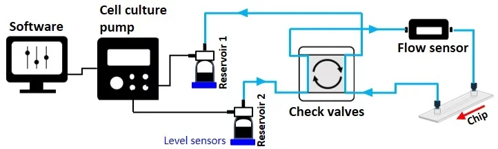 Unidirectional flow recirculation-setup 2 check valves, level sensors and cell culture pump