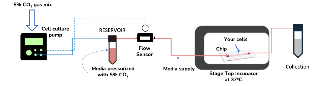 lymph node model setup schematics