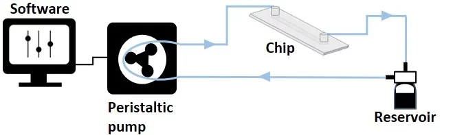 Unidirectional flow setup with peristaltic pump