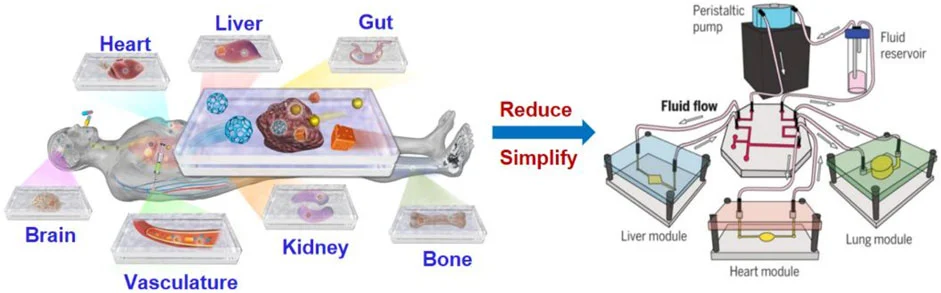 organ-on-a-chip technologies