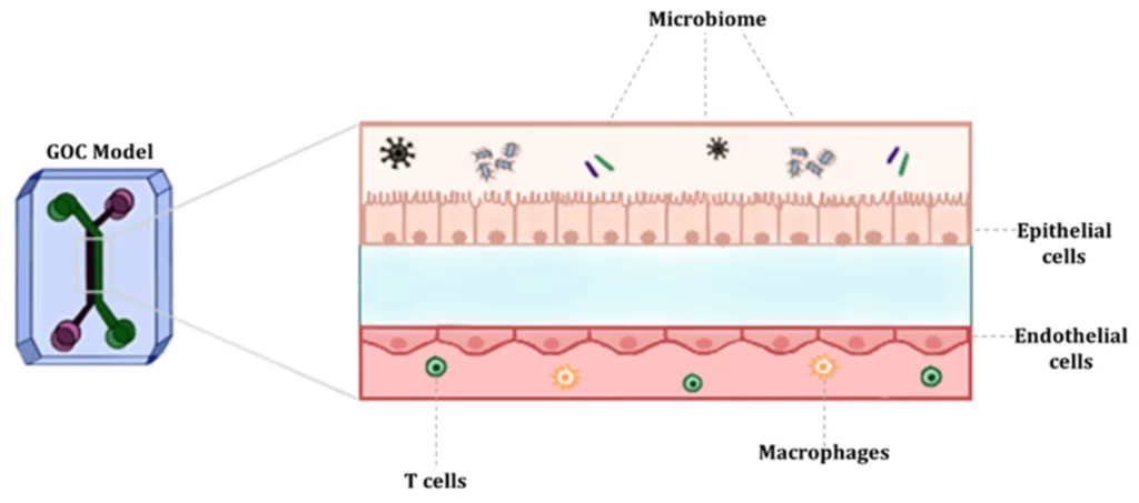 gut-on-a-chip model