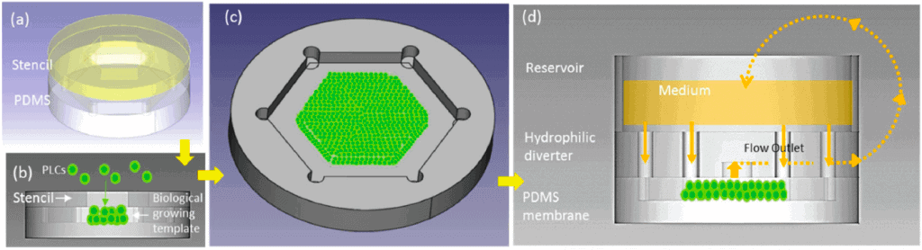 organ-on-a-chip model liver-on-chip