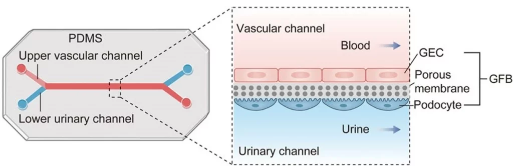 glomerulus-on-a-chip