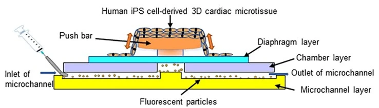 Preparation of the heart-on-a-chip