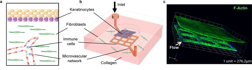 Major components in skin-on-a-chip