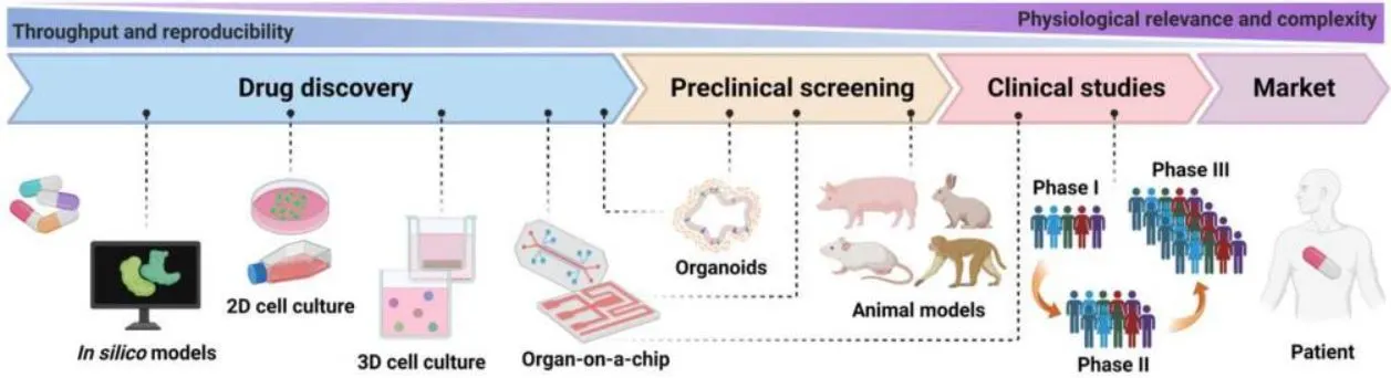 Various phases of drug development